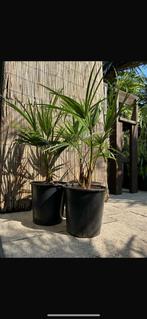 Trachycarpus Fortunei, Ophalen, Zomer, Overige soorten, Halfschaduw