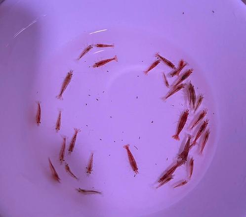 Vuurgarnalen mooie kwaliteit!, Dieren en Toebehoren, Vissen | Aquariumvissen, Kreeft, Krab of Garnaal