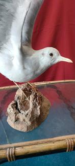 Opgezette meeuw, Ophalen, Zo goed als nieuw, Vogel, Opgezet dier