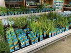 Vijverplanten, zuurstofplanten, waterlelie,, Ophalen of Verzenden, Nieuw