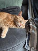 Katten oppas gezocht omgeving delft, Variabele uren, Overige niveaus, Starter, Overige vormen