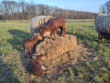 lammeren Solognote x melkschaap - niet voor de slacht beschikbaar voor biedingen