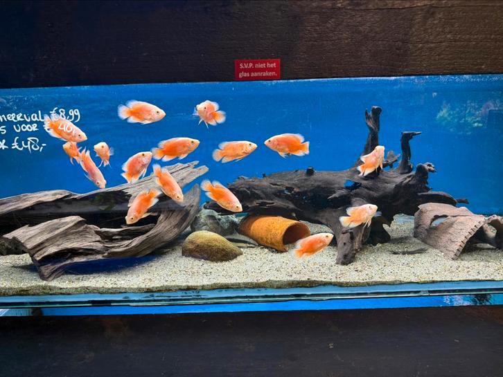 Astronotus Ocellatus - Pauwoog red chili, Dieren en Toebehoren, Vissen | Aquariumvissen, Vis