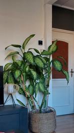 Grote Dieffenbachia met pot en toebehoren, Ophalen, Overige soorten, Halfschaduw, In pot
