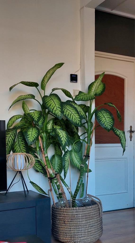 Grote Dieffenbachia met pot en toebehoren, Huis en Inrichting, Kamerplanten, Overige soorten, 150 tot 200 cm, Groene kamerplant