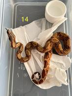 Jonge boa constrictors slangen, Dieren en Toebehoren, Reptielen en Amfibieën | Toebehoren, Ophalen, Nieuw, Overige typen