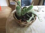 cactus in fraaie rieten pot, Ophalen of Verzenden, Cactus, Halfschaduw, Minder dan 100 cm