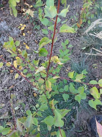 Abrikozenboom 100 cm Prunus armeniaca biologisch beschikbaar voor biedingen