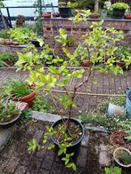 Lonicera fragatissima, Vaste plant, Halfschaduw, Winter, Ophalen