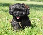 Boomer pups Uit geteste ouders, Dieren en Toebehoren, CDV (hondenziekte), Nederland, 15 weken tot 1 jaar, Overige rassen