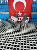 Prachtige Duiven Gök– Gezond & Verzorgd, Dieren en Toebehoren