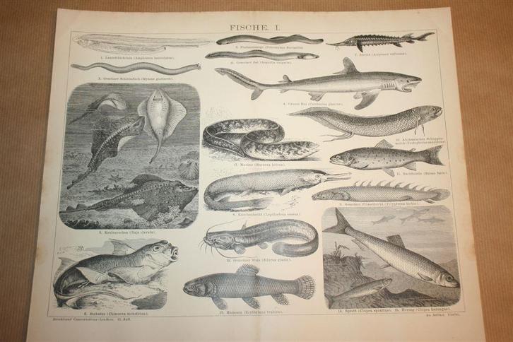 4 antieke prenten - Diverse soorten vissen - Ca 1885 !!, Verzamelen, Foto's en Prenten, Gebruikt, Overige onderwerpen, Voor 1940