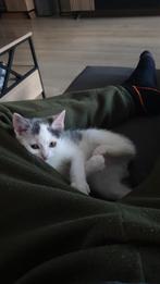 Britse korthaar 4 maanden oud, Dieren en Toebehoren, Katten en Kittens | Overige Katten, Poes, Kortharig, 0 tot 2 jaar