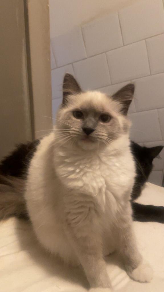 Ragdoll kittens, Dieren en Toebehoren, Katten en Kittens | Overige Katten, Meerdere dieren