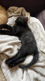 Zwarte kitten, Dieren en Toebehoren, Katten en Kittens | Overige Katten, Kater, 0 tot 2 jaar