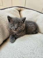 Grijze kitten te koop, Dieren en Toebehoren, Katten en Kittens | Overige Katten, Meerdere dieren, Kortharig, 0 tot 2 jaar