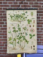Tsjechische schoolplaat klavers, Ophalen, Natuur en Biologie