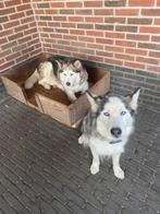 2 husky's te koop, Dieren en Toebehoren, Juni, Vrouwelijk