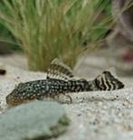 Jonge Ancistrussen, Dieren en Toebehoren, Vissen | Aquariumvissen, Vis