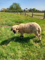 Walisser Schwarznase - ooi, Dieren en Toebehoren, Vrouwelijk, Schaap, 0 tot 2 jaar