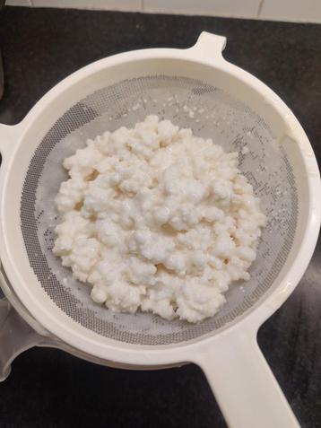 Kefir korrels  beschikbaar voor biedingen