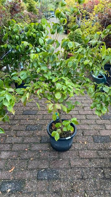 Cornus causa beschikbaar voor biedingen