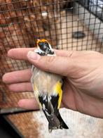 Putter pop agaat witkeel, Dieren en Toebehoren, Vogels | Overige Vogels, Vrouwelijk, Wildzangvogel