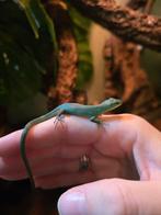 Babys Gastropholis Prasina/Groene Kielbuikhagedis, Dieren en Toebehoren, Reptielen en Amfibieën, Hagedis, Tam, 0 tot 2 jaar