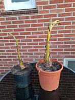 bananenplant Musa Basjoo, Tuin en Terras, Ophalen, Volle zon, Overige soorten, Minder dan 100 cm