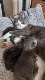 4 mooie lieve kittens, Dieren en Toebehoren, Katten en Kittens | Raskatten | Korthaar, Meerdere dieren, Ontwormd, 0 tot 2 jaar