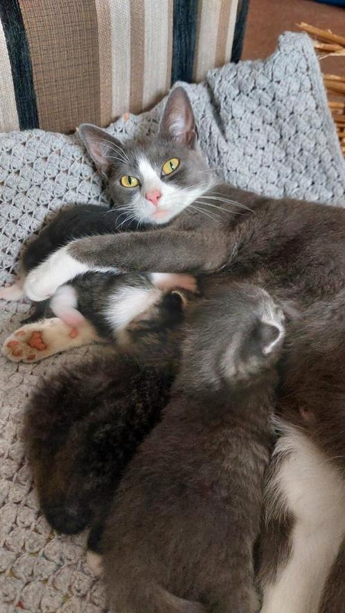 4 mooie lieve kittens, Dieren en Toebehoren, Katten en Kittens | Raskatten | Korthaar, Meerdere dieren, 0 tot 2 jaar, Ontwormd