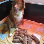 Honden werpkist met toebehoren, Ophalen, Gebruikt