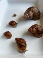 5 Afrikaanse reuzenslakken (archachatina ovum) met verblijf, Dieren en Toebehoren, September, Geslacht onbekend