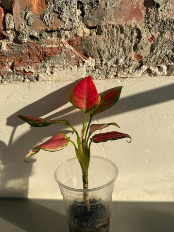 Mooie Aglaonema stek beschikbaar voor biedingen