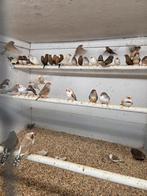 Zebravinken, Meerdere dieren