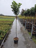 Prunus laurocerasus 'Etna' 🌳 bol Laurier, Tuin en Terras, Planten | Bomen, Ophalen, Halfschaduw, Overige soorten, Lente