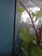 Nog een paar wandelende takken, Dieren en Toebehoren, Insecten en Spinnen, Wandelende tak