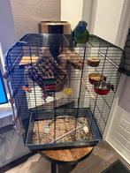 Aratinga pop te koop, Vrouwelijk, Parkiet