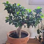 bonsai ficus, Huis en Inrichting, Kamerplanten, Ophalen, Halfschaduw, In pot, Minder dan 100 cm