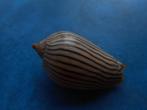 Schelpen: Voluta zebra Leach gem- 43,5mm, Verzenden, Schelp(en)
