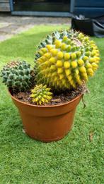 CACTUS VARIEGATA MOOIE 3 BOL PLANT, Ophalen of Verzenden, Cactus, Minder dan 100 cm