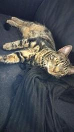 Poes Bella is vermist vanaf Klingmakersdonk in  Apeldoorn, Dieren en Toebehoren, Katten en Kittens | Raskatten | Korthaar, Poes