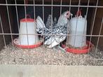 Sebright haantje, Dieren en Toebehoren, Mannelijk, Kip