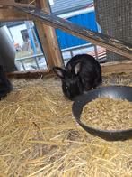 leuk vrouwtjes konijn te koop, Dieren en Toebehoren, Konijnen, Vrouwelijk