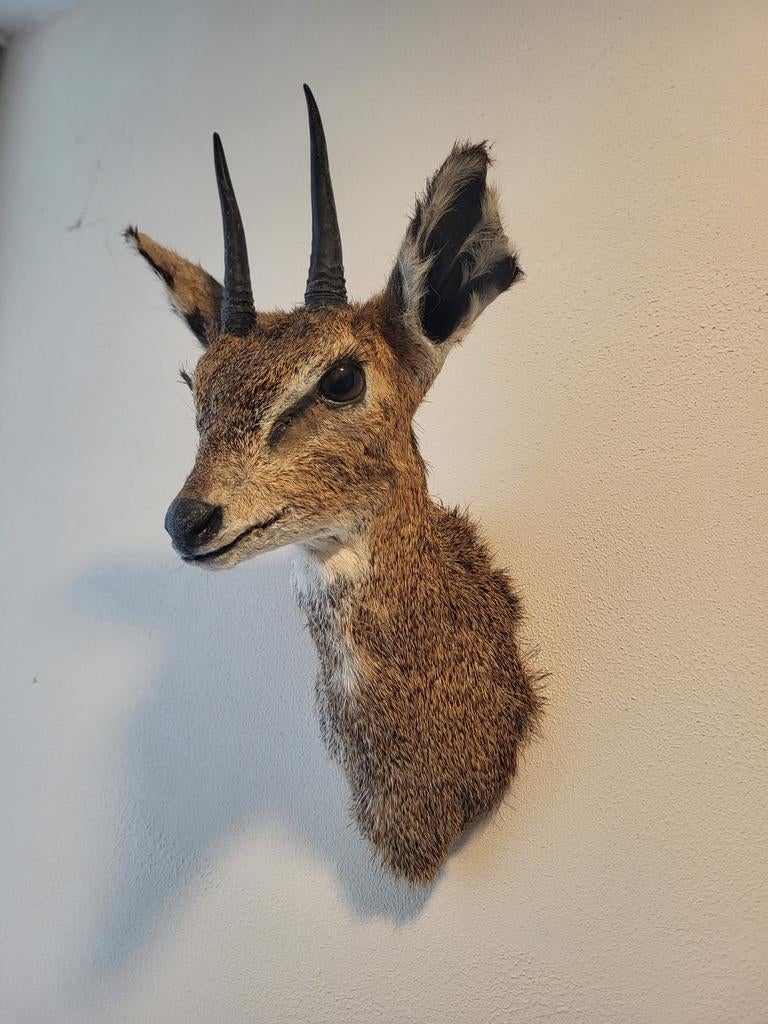 Opgezette klipspringer, shouldermount, Verzamelen, Dierenverzamelingen, Ophalen of Verzenden, Zo goed als nieuw, Wild dier, Opgezet dier