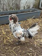 2 padua kriel hanen gratis, Dieren en Toebehoren, Pluimvee, Mannelijk, Kip