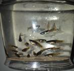 Endler guppy's, Dieren en Toebehoren, Vis, Zoetwatervis, Schoolvis