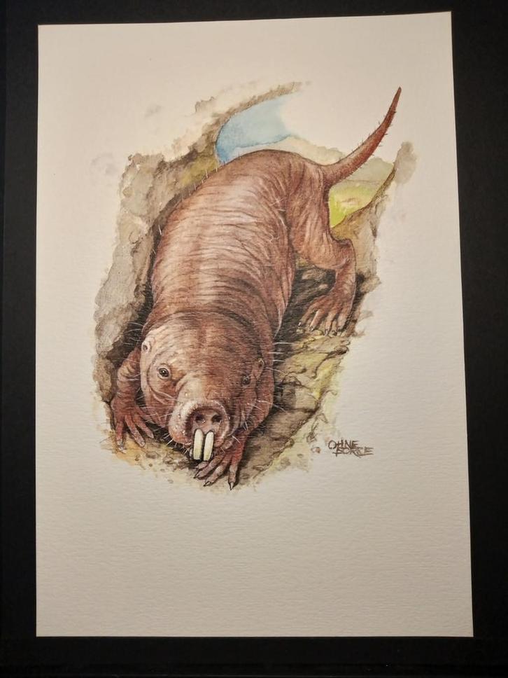 Naakte Molrat, Verzamelen, Foto's en Prenten, Zo goed als nieuw, Prent, Dier, 1980 tot heden, Verzenden