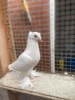 Takla, Dieren en Toebehoren, Meerdere dieren, Tuimelaar of Roller