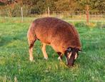 Mooie dassenkop ooi, Dieren en Toebehoren, Schapen, Geiten en Varkens, Vrouwelijk, Schaap, 3 tot 5 jaar